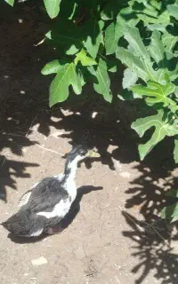 اردک سالم وشیطون بزرگ