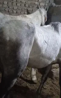 چند راس اسب