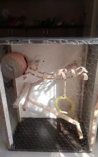 یه عروس هلندی پیدا شده