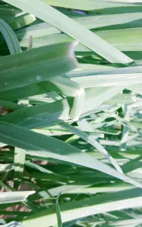 سبزی تره. خورموج