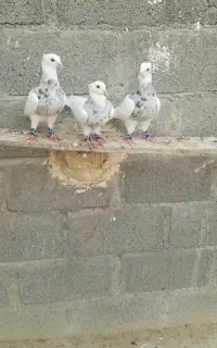 کفتر طووقی خوشرنگ الماسی