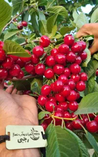 فروشگاه تولید نهال البالو مجارستان رقم تجاری احداث