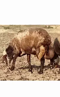 گوسفند قوچ پلنگی
