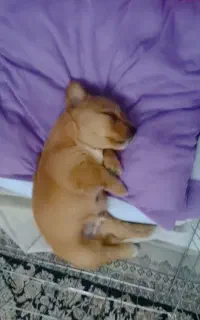 سگ گلدن