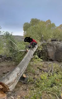 خرید وفروش چوب