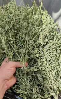 فروش یونجه درجه یک. سفال کاه