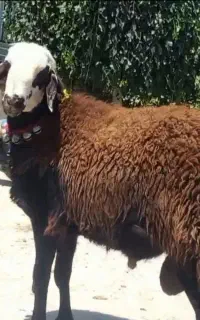 گوسفندو بره نروماده چاق