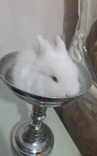 خرگوش چشم شرابی ماده