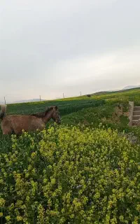 فروشی کره مادیون