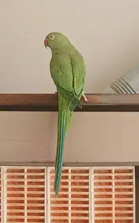 طوطی ملنگو نر جوان