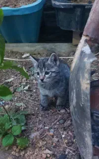 واگذاری بچه گربه