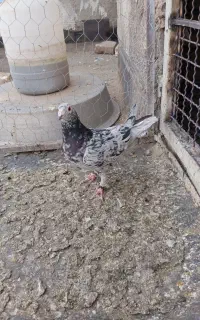 بار کبوتر