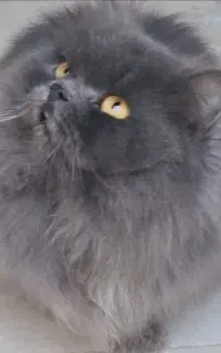 گربه پرشین وبریتیش لانگ هیر