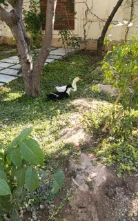 اردک