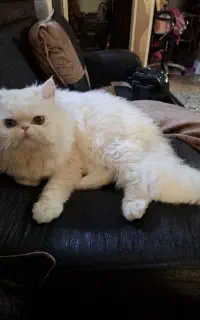 گربه پرشین سفید