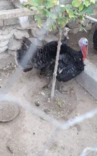 بوقلمون