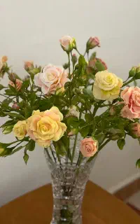 سفارش پریرفته میشود