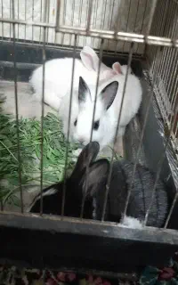خرگوش