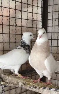 طوقی پابلند