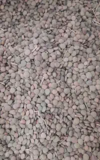 عدس محلی درشت تازه
