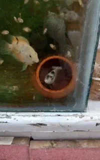 ماهی سیچلاید گور خری طلایی