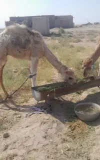 شتر نر