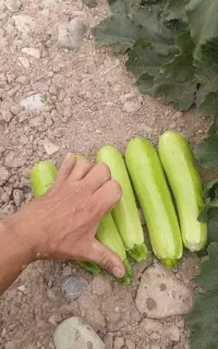 کدو سبز خیار محلی دماوند هلندی درجه یک