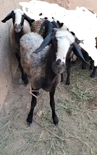 میش بره اصیل شال
