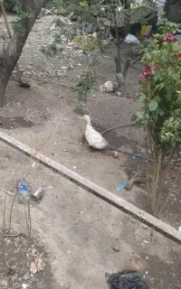 اردک ماده کلاهی