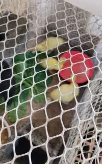 فروش جوجه اردک ۲۰ روزه