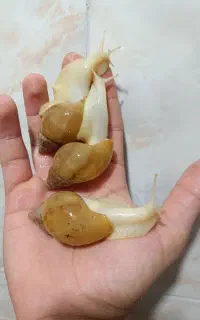 حلزون آلبینو