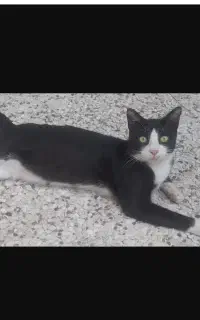 واگذاری رایگان گربه نر بالغ