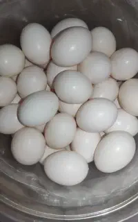 تخم کبوتر تازه «« از تولید به مصرف »»