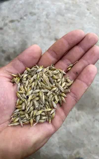 فروش جو و گندم
