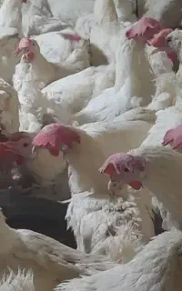 مرغ سفید و بلدرچین فقط ۱۷۰