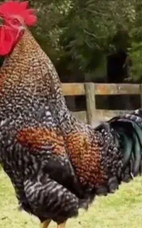 خروس امساله زنده درشت
