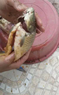 ماهی زنده فروشی ،پاک کردن رایگان