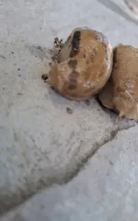 حلزون