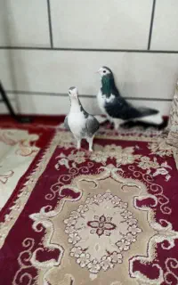 کبوتر دمگیر