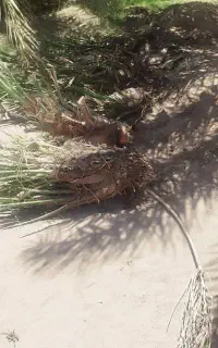 جونگ درخت مضافتی اصل