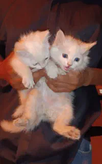 مجسمه گربه