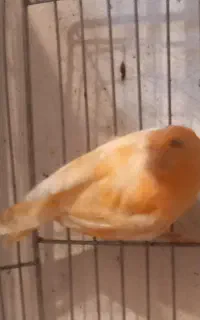 ۴ عدد جوجه نر ۶ ماهه