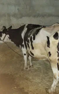 گاو شیری داشتی