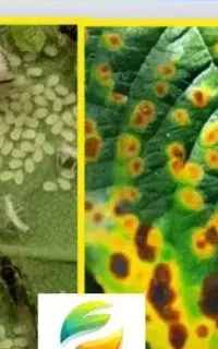 با کمترین هزینه قارچ درختت و ریشه ای درمان کن
