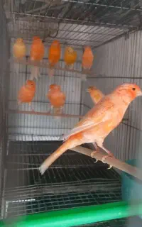 فروش قناری رسمی سرخ تقریبا ۳۰ تا