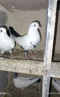 دمسیاه.قره قویروخ