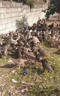 فروش بوقلمون