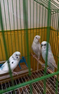 مرغ عشق نر و ماده مولد