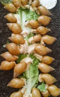 حلزون آچاتینا البینو