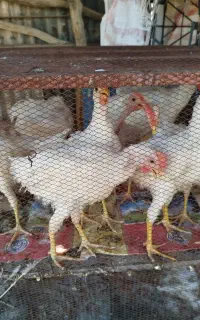 جوجه رنگی
